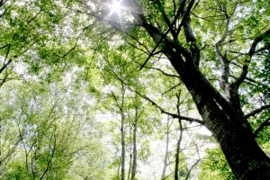 プレーパークで感じる、「土地」の持つ力 2 a29ed7595b2ba067587141804e7de098_s